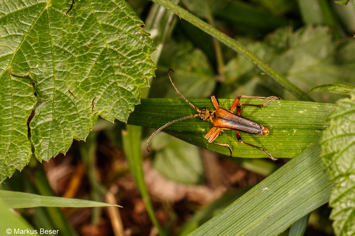 Variabler Stubbenbock, Stenocorus meridianus