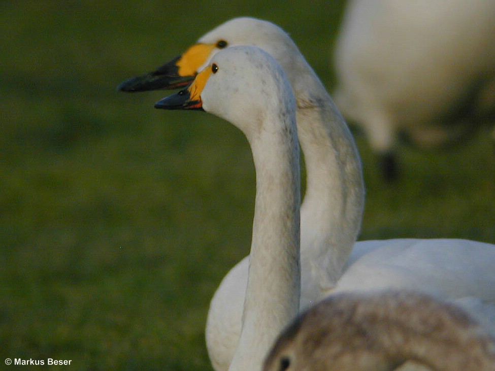 Zwergschwan