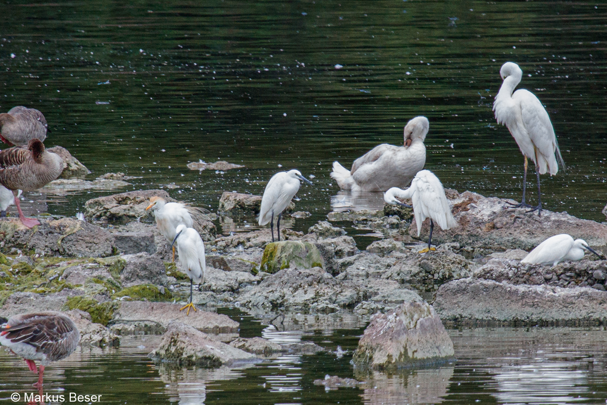 Kuhreiher, Seidenreiher, Silberreiher