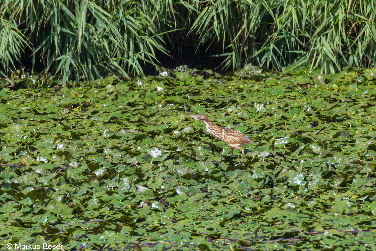 Zwergdommel
